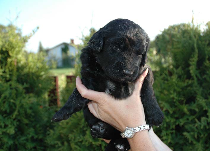 Bruno - 3 Weeks