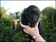 Bruno - 3 Weeks