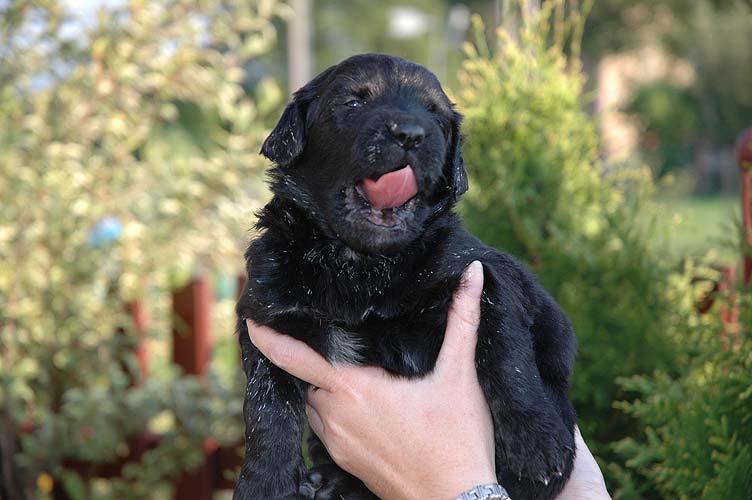Bruno - 3 Weeks