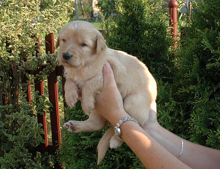 Benjamn - 3 Weeks