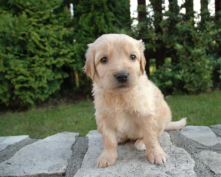 Benjamn - 4 Weeks