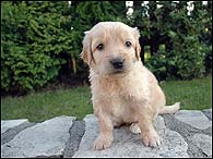 Benjamn - 4 Weeks
