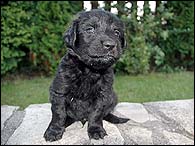 Bertk - 4 Weeks