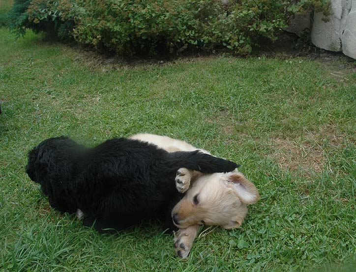Bitka - 5 Weeks