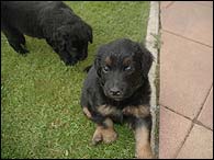 Bianka - 5 Weeks