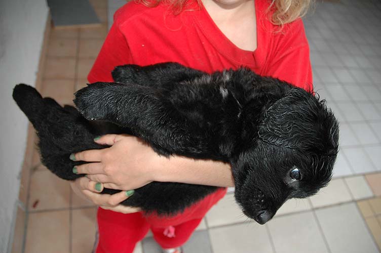 Bruno - rd se nosm - 5 Weeks