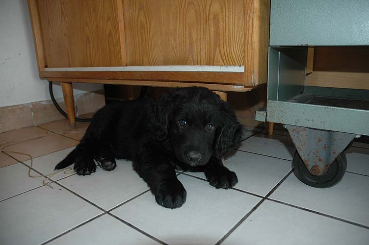 Bruno - 9 tdn