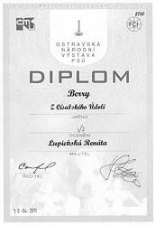 Brenda Diplom Ostrava