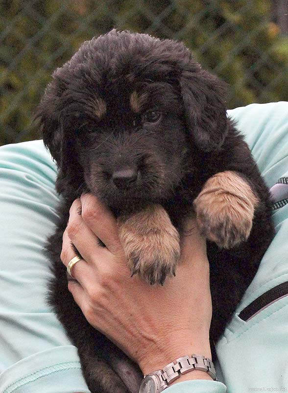 Daisy - 5 tdn