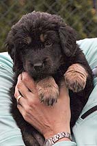 Daisy - 5 tdn