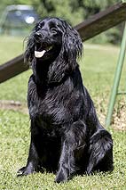 Dark Beauty - 1 rok
