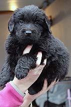 Dark Beauty - 5 tdn