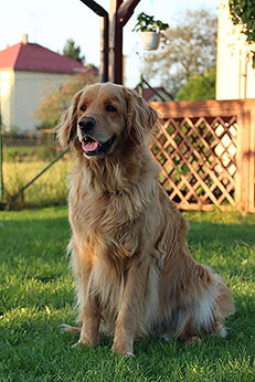 Dianka