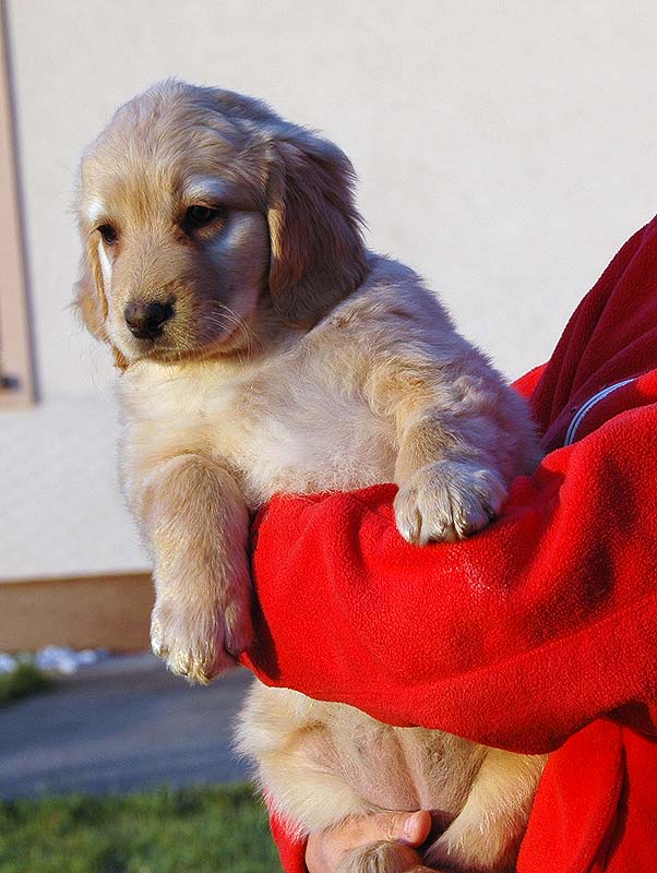 Doris - 5 tdn
