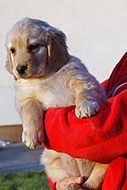 Doris - 5 tdn