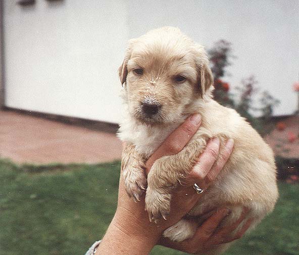 Anabela - 4weeks