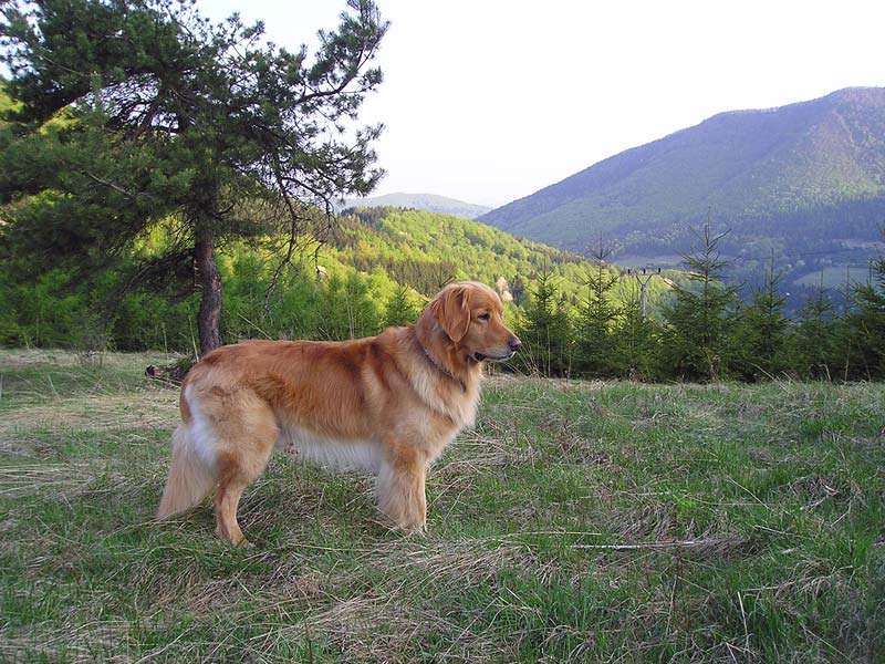 Archie na slovensk klubovce Bojnice 07