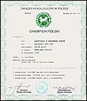 Archi Champion