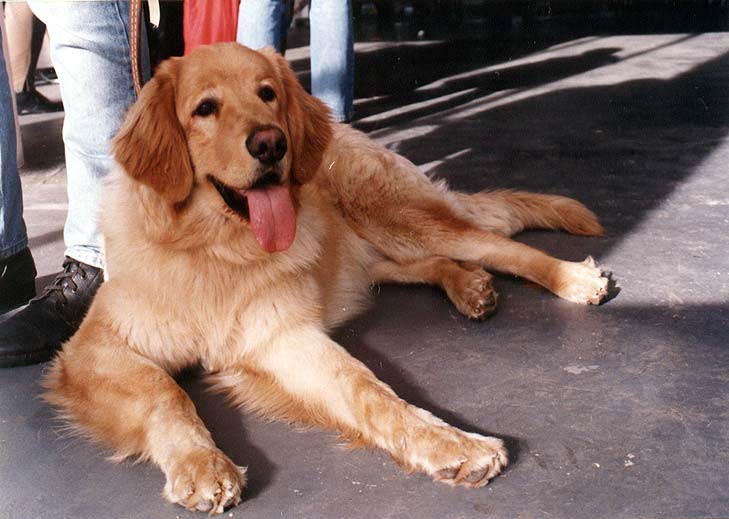 Archie 8 msce