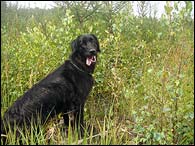 Bery at a walk in a forest