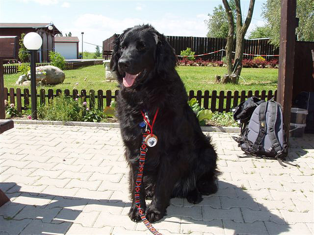 Bruno