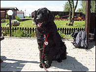 Bruno
