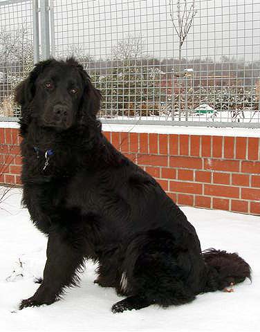 Bruno 8 msc