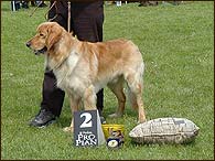 Archie - Krom